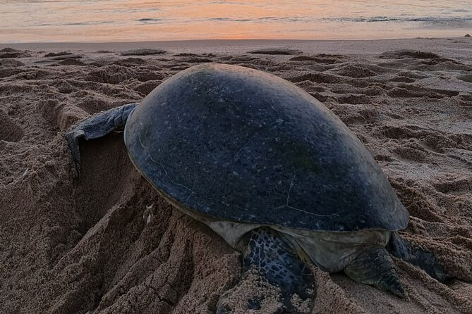 2-day Private Tour to Ras Al Hadd - The turtle reserve after sunset