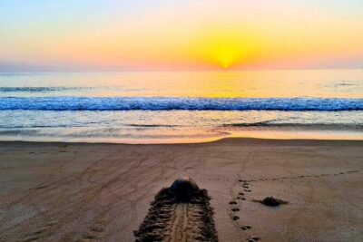 2-Days 1 Night Private Ras Al Hadd Tour