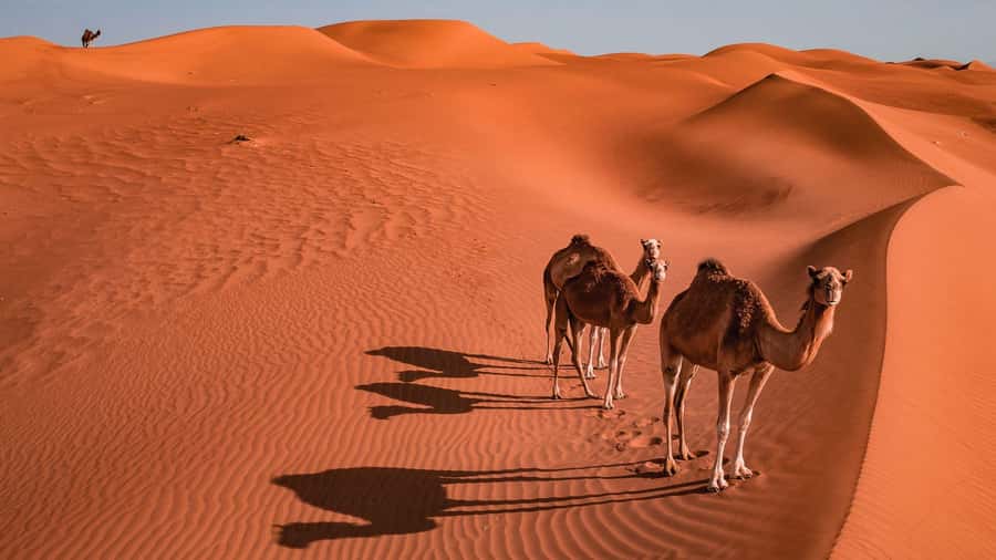 2 Days and 1 Night Private Wahiba Sands Desert with Wadi - What the $450 price includes