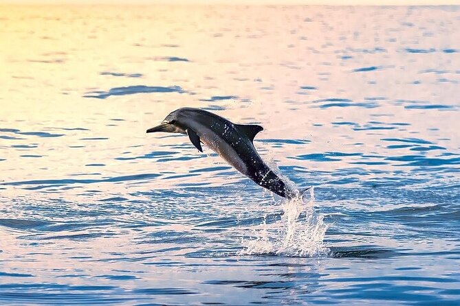 2 Hour Dolphin Watching Experience in Muscat - Key points at a glance