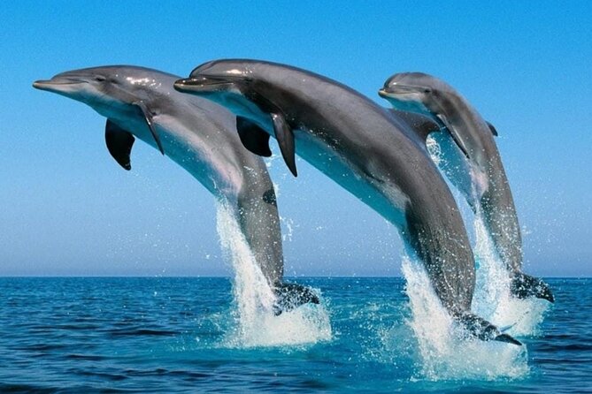 2 Hour Dolphin Watching Experience in Muscat - Coast views and photo chances