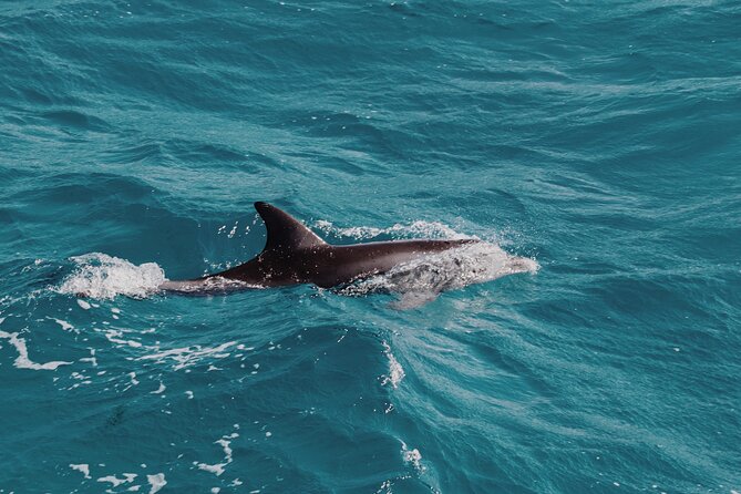 2 Hour Dolphin Watching Experience in Muscat - What the $49.99 price buys you