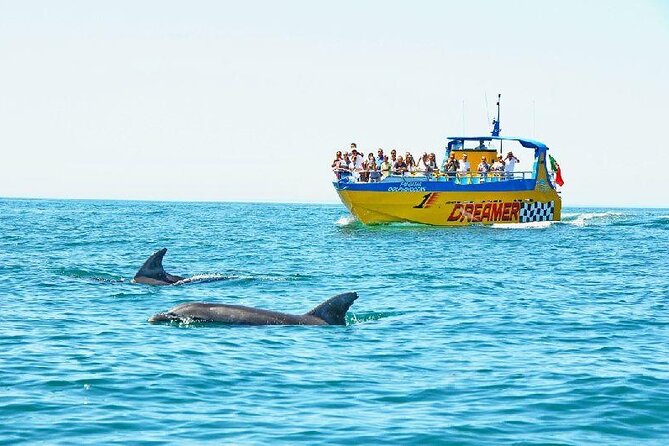 2 Hour Dolphin Watching Experience in Muscat - The dolphins you may see