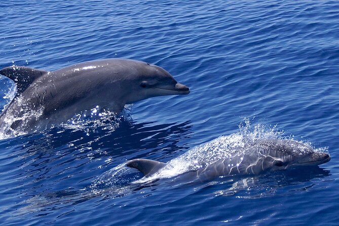 2 Hours Dolphin Watching Cruise in Muscat - Setting out from Marina Bandar Al Rowdha