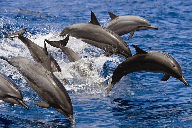 2 Hours Dolphin Watching Cruise in Muscat - Leaving Muscat’s rocky coast behind
