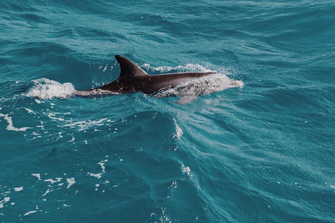 3-Hr Private Snorkeling and Dolphin Watching Tour at Muscat - Searching for dolphins in the Arabian Sea