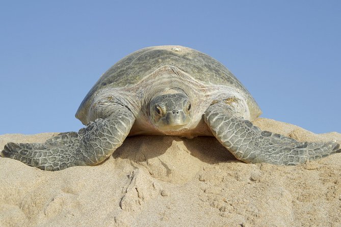 5 Days Jewels Of Oman Package - Wadi Bani Khalid and a night among the dunes