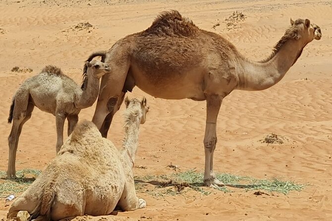 5-Days Private Oman Tour – Mountains, Deserts & Coastline - Day 3: Sur, wooden dhows, and a night among the dunes