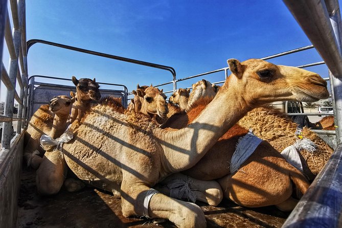 5 Hours of Salalah City Best | Private Tour - The Museum of the Land of Frankincense