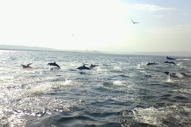 Amazing Dolphin Watching Tour In Muscat - Watching wild dolphins in Muscat’s open water