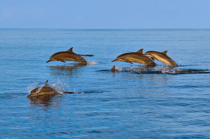 Amazing Dolphin Watching Tour In Muscat - What is included during the two-hour ride