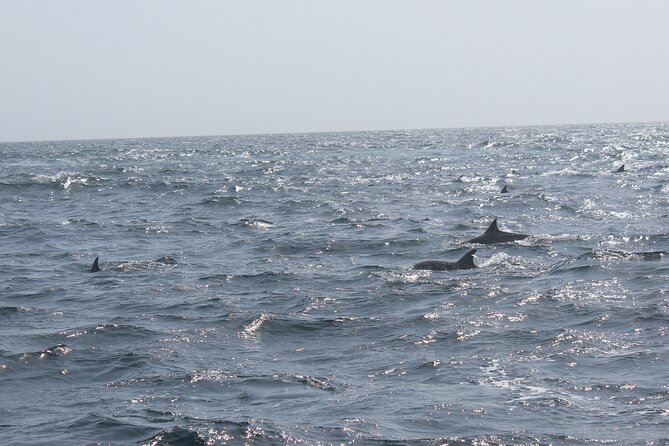 Amazing Dolphin Watching Tour In Muscat - Is $54 a fair price?