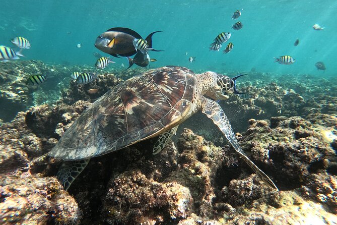 Cruises to Daymaniyat & Snorkeling - Small details that will improve your morning