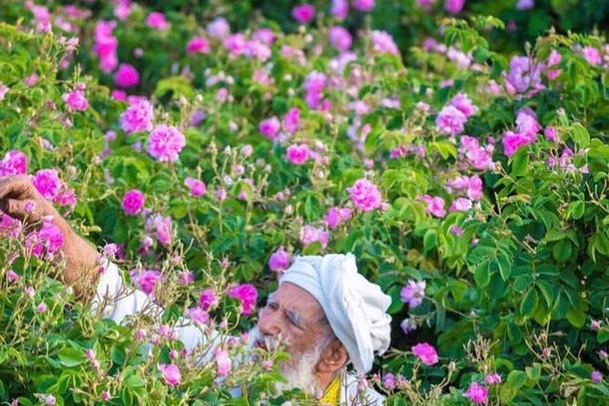 Damascus Roses - Discover the secrets of Al Jabal Al Akhdhar - What the $220 price really covers