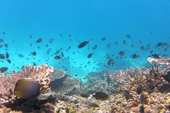 Daymaniyat island Natural Reserve and Dolphin Watching - A Simple Beach Picnic, When the Season Allows