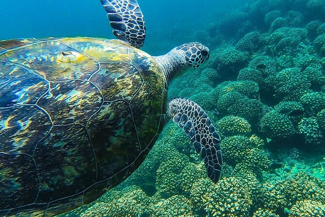 Daymaniyat island Natural Reserve and Dolphin Watching - The Second Snorkeling Site Gives You Another Chance