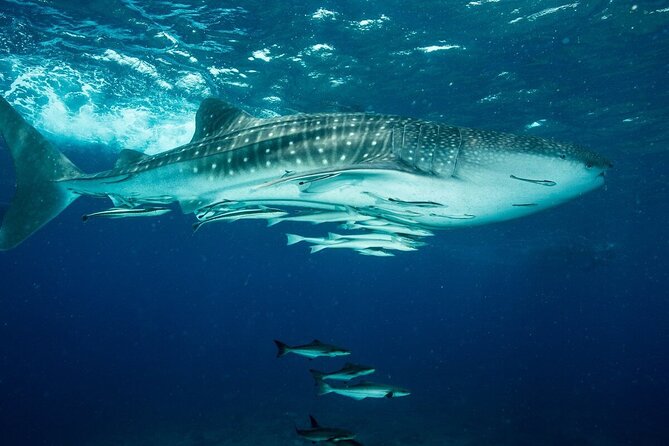Daymaniyat island Natural Reserve and Dolphin Watching - Is $125 Good Value?