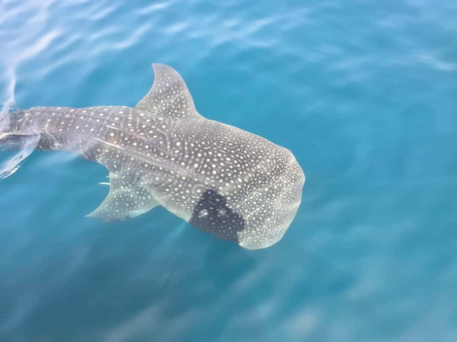 Daymaniyat Island: Snorkelling Tour with Tasty Lunch - Key points to know before you book
