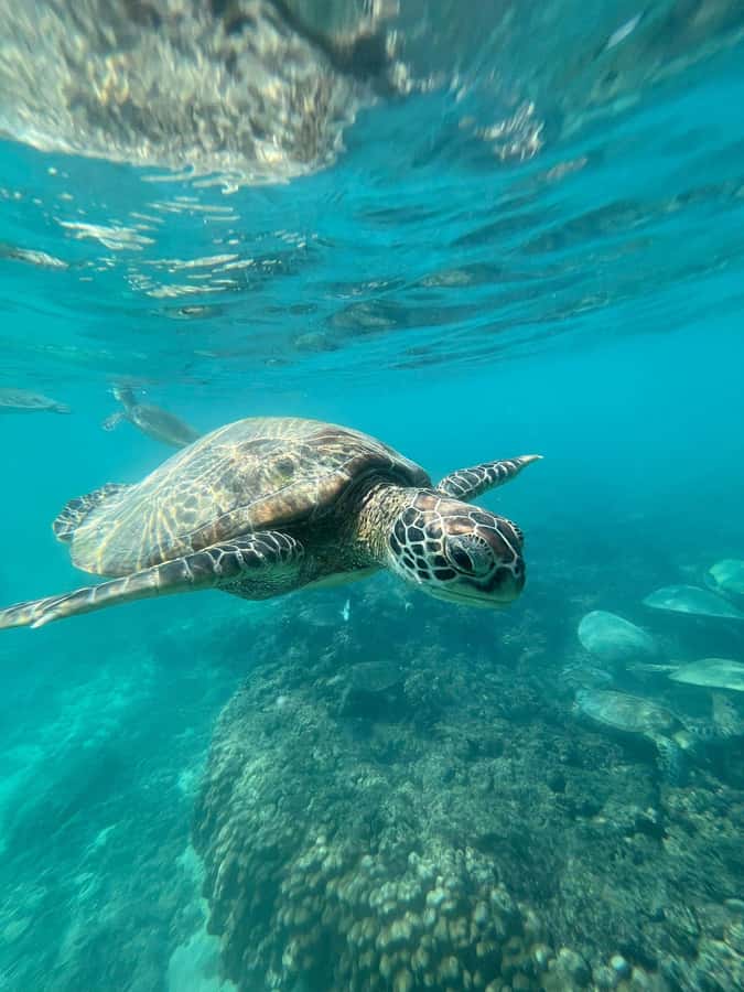Daymaniyat Island: Snorkelling Tour with Tasty Lunch - The 25-minute ride aboard Shaheen