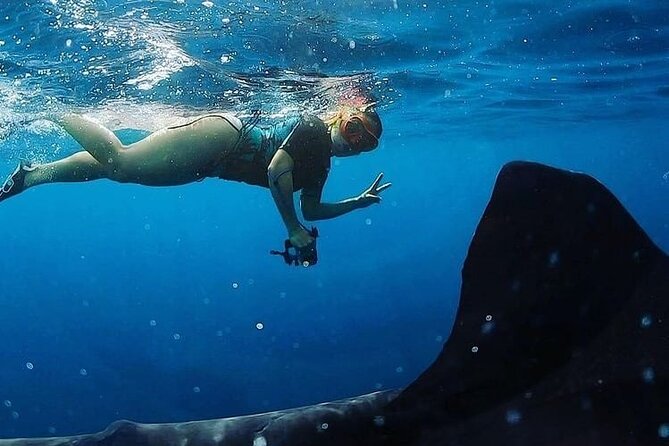 Daymaniyat Islands Snorkeling Half-Day Tour - Why the Daymaniyat Islands are worth your morning