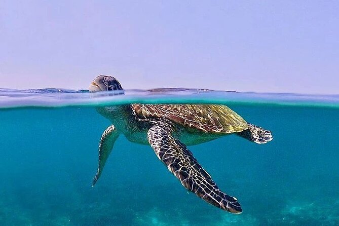 Daymaniyat Islands Snorkeling Half-Day Tour - The $200 price and what you get for it
