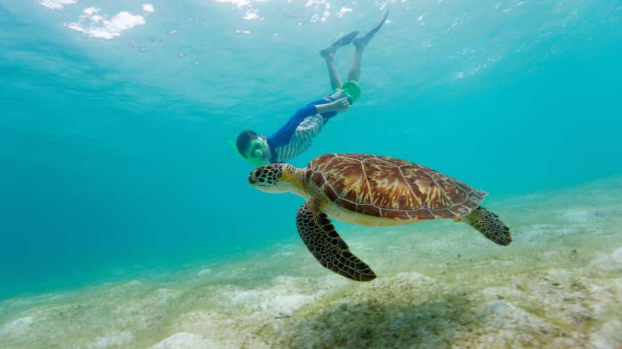 Daymaniyat Islands Snorkeling Small Group Turtles - Key points at a glance