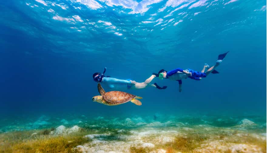 Daymaniyat Islands Snorkeling Small Group Turtles - Why the Daymaniyat Islands make a good half-day trip