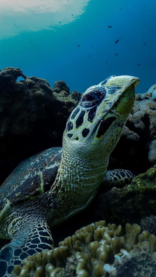 Daymaniyat Islands Snorkeling Small Group Turtles - Returning to Seeb Port