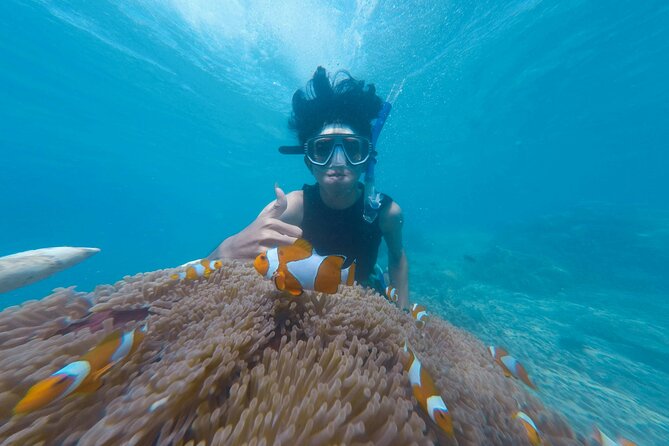 Daymaniyat Islands Snorkeling Tour - Dolphin watching and the open sea