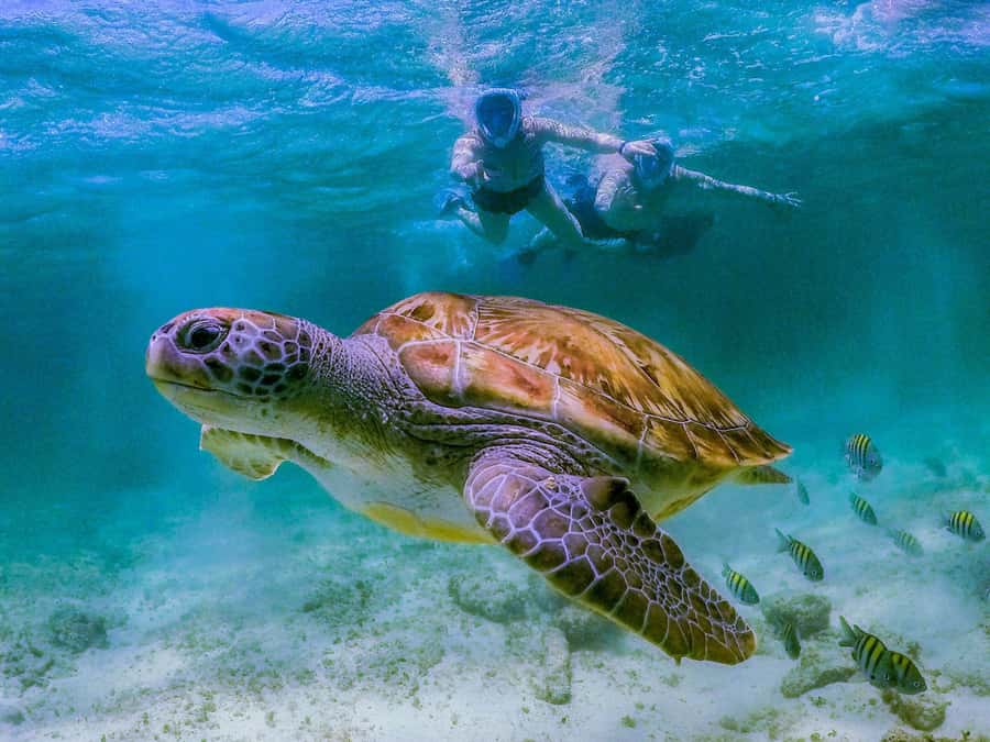 Daymaniyat Islands Snorkeling with Picnic Lunch - Key points to know before booking