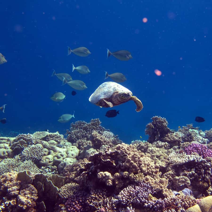 Daymaniyat Islands Snorkeling with Picnic Lunch - Snorkeling at Turtle Bay and Coral Garden