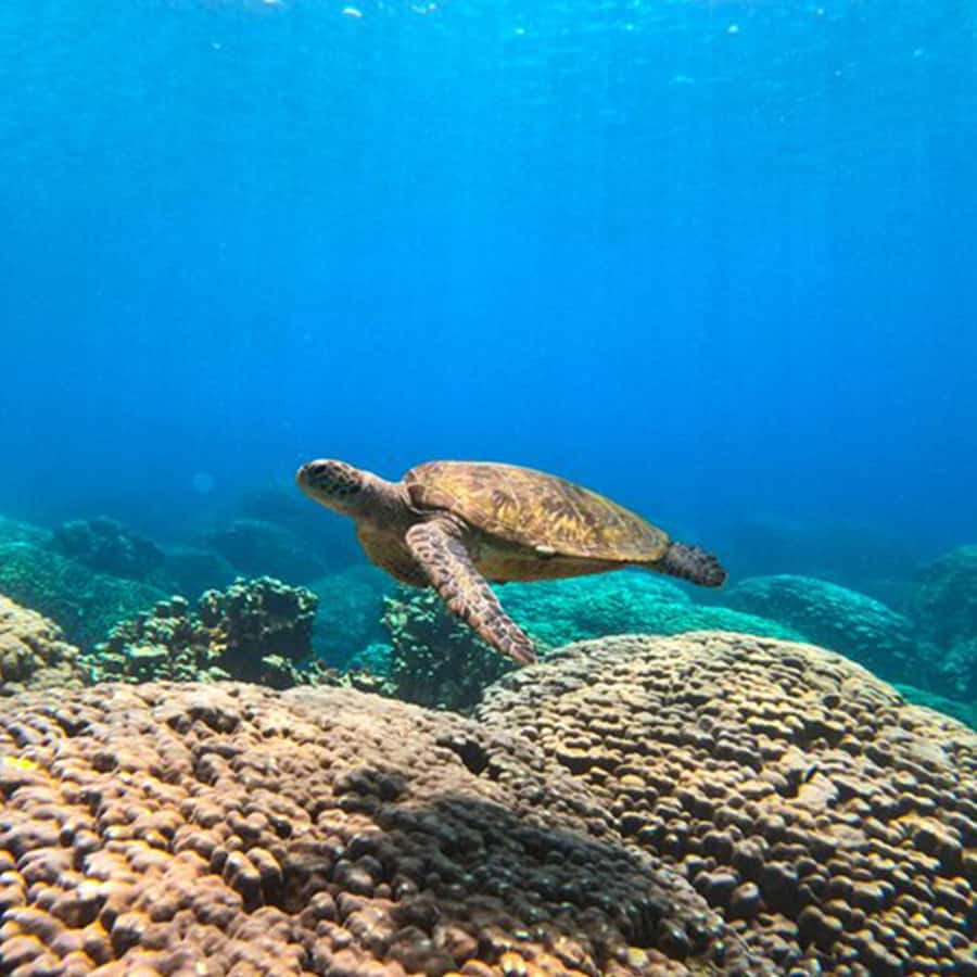 Daymaniyat Islands Snorkeling with Picnic Lunch - Reaching the Daymaniyat Islands Nature Reserve