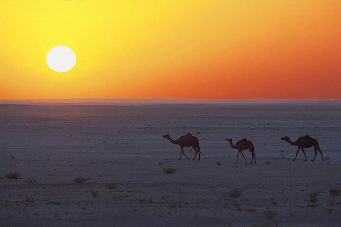Desert Safari in Empty Quarter with Dune Bashing - What the $216 price means