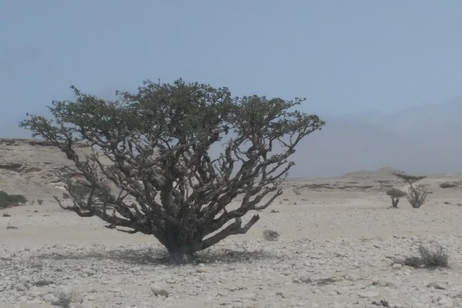 Desert Safari in the Rub al Khali - A realistic day plan