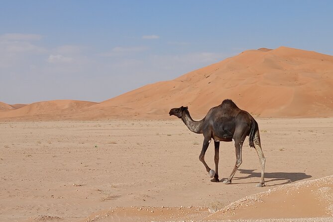 Desert Sunset Tour VisitSalalah - Comfort, timing, and the practical trade-offs