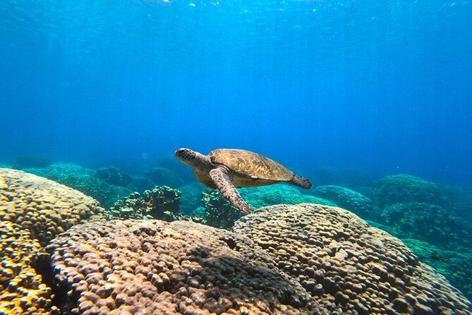 Dimaniyat Island Tour with Snorkeling - Food, music, and what is included