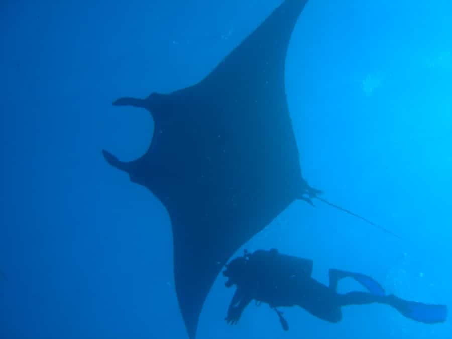 Dimaniyat Islands Scuba Diving Trip - Why the Dimaniyat Islands make a strong underwater day