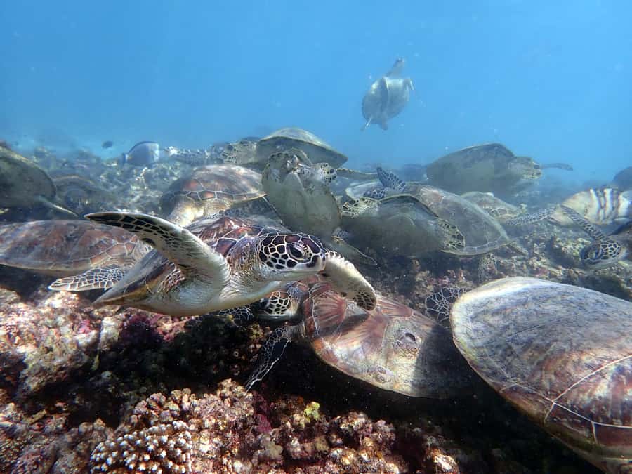 Dimaniyat Islands Scuba Diving Trip - Starting at Alseeb Marina at 8:00 AM