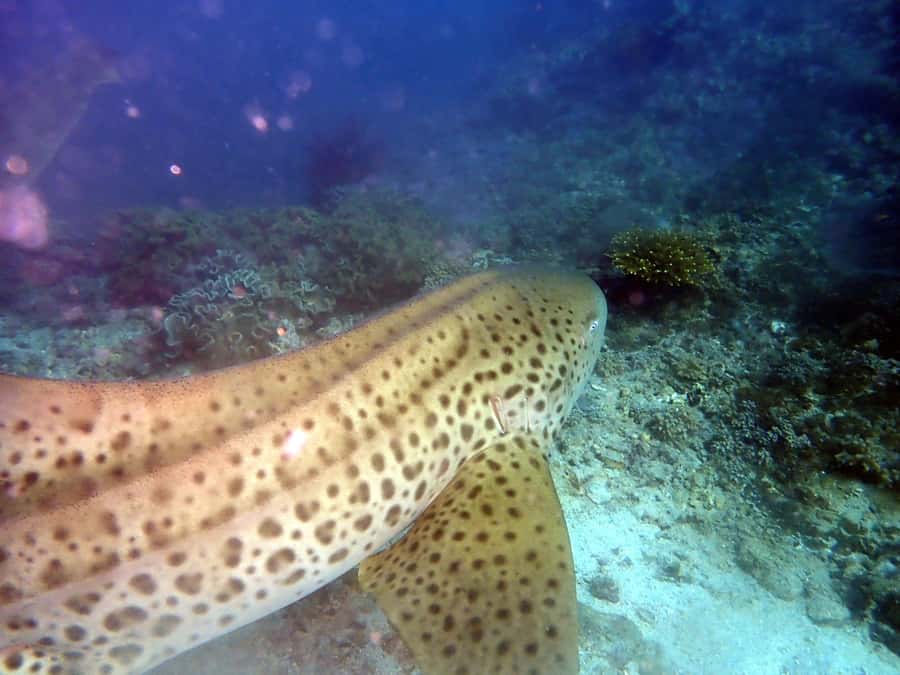 Dimaniyat Islands Scuba Diving Trip - The first one-hour session: turtles, fish, and reef sharks