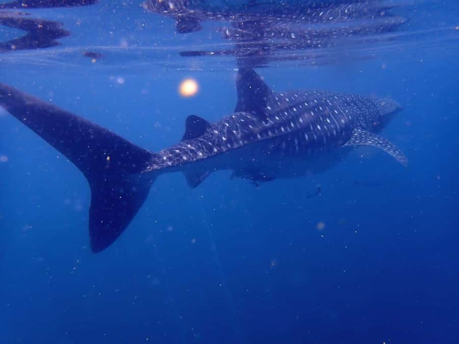 Dimaniyat Islands Scuba Diving Trip - The surface break: snacks, drinks, and a useful reset