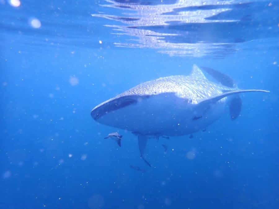 Dimaniyat Islands Scuba Diving Trip - The second site brings another full hour below the surface