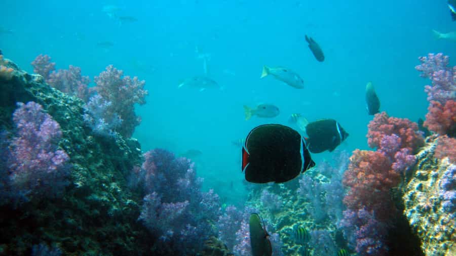 Dimaniyat Islands Scuba Diving Trip - Certification, fitness, and equipment requirements