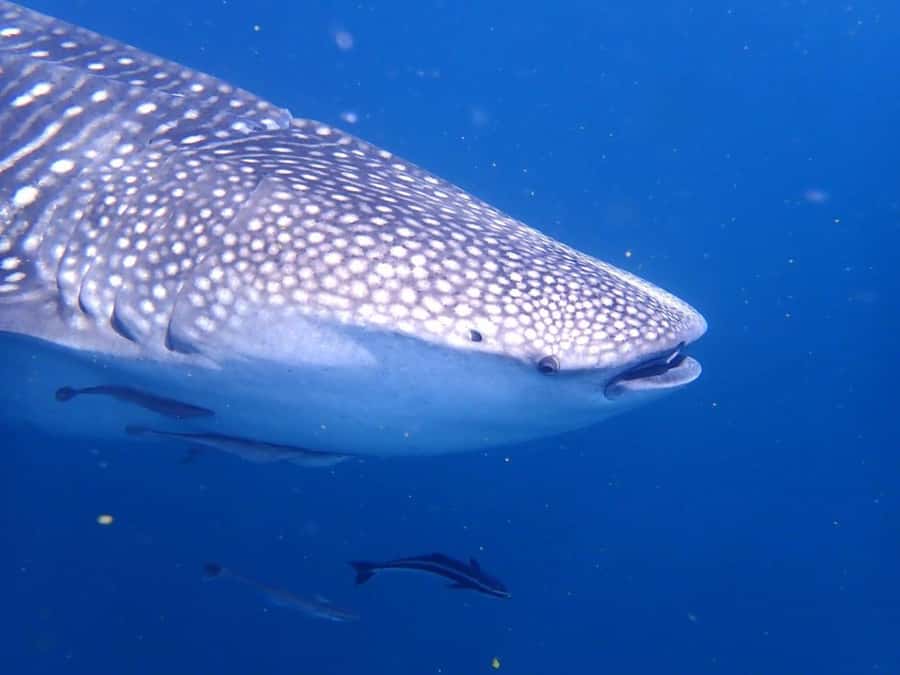 Dimaniyat Islands Scuba Diving Trip - Is $165 good value for this Muscat outing?