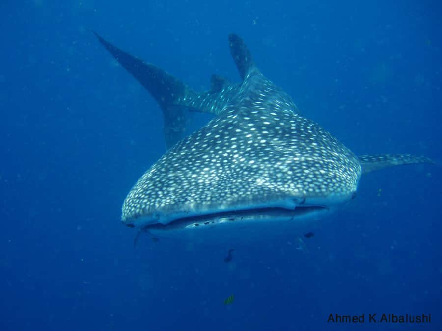 Dimaniyat Islands Scuba Diving Trip - The 30-minute boat ride to the reserve