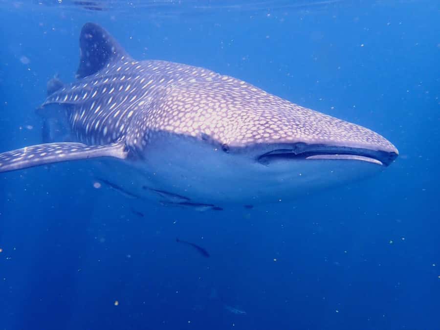 Dimaniyat Islands Snorkeling Trip - What the $85 price covers