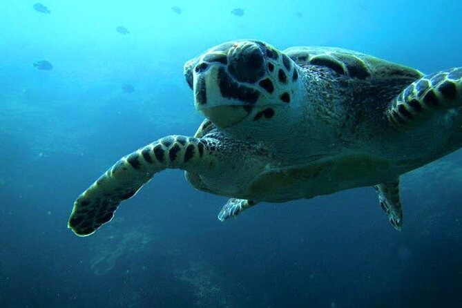 Discover Scuba Diving from a Fishing Village - The first 30 minutes: gear fitting and basic skills