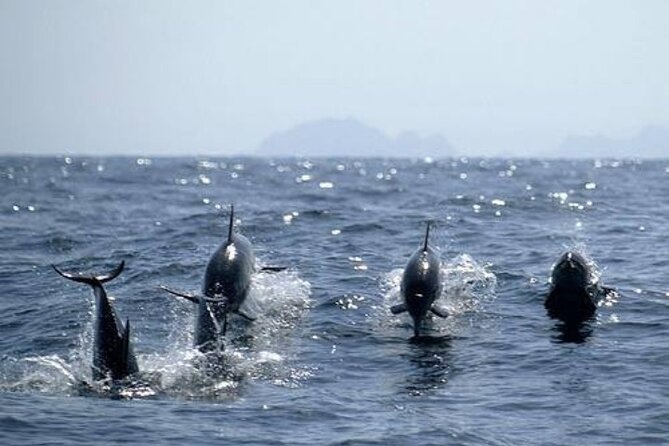 Dolphin Watching and Snorkeling Activity in Muscat - Weather, cancellations, and planning your morning