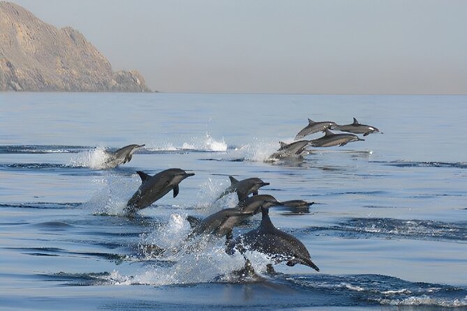 Dolphin Watching and Snorkeling Activity in Muscat - Who will enjoy this Muscat boat trip most?