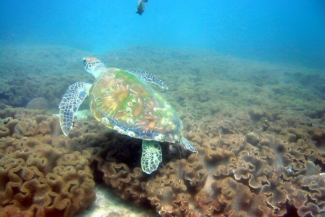 Dolphin Watching and Snorkeling Activity in Muscat - Searching the water for Muscat’s dolphins