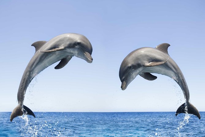 Dolphin Watching and Snorkeling Tour from Muscat - Why Bandar Khiran makes a good second act